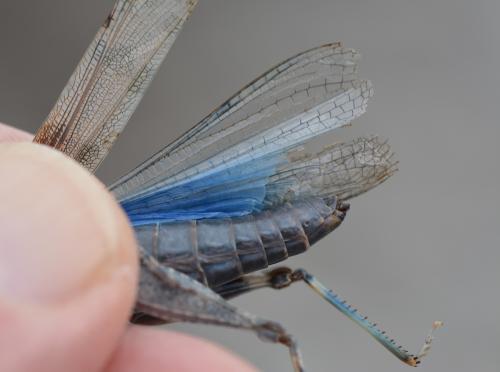 Sphingonotus sp.